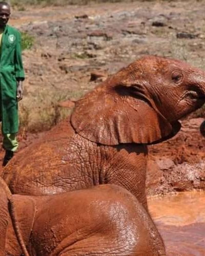 David-Sheldrick-Elephant-Orphanage-Nairobi-Kenya-1.jpg