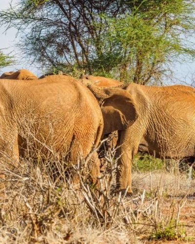 1 day tsavo east safari