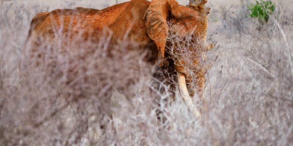 Tsavo East National Park