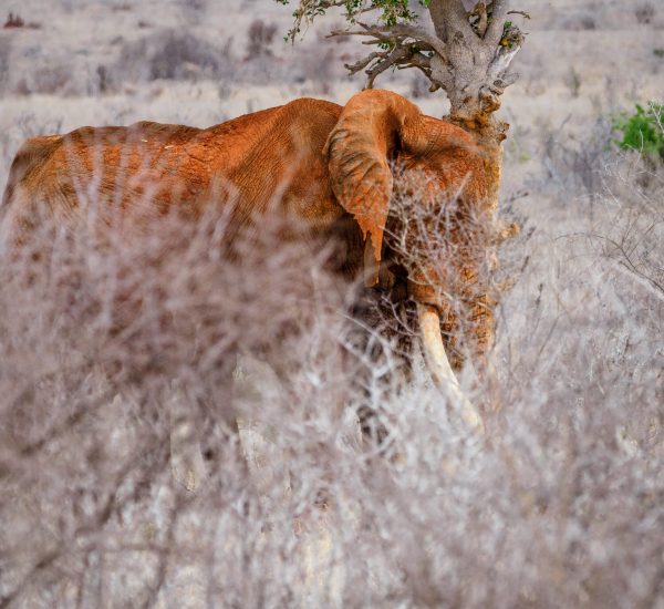 Tsavo East National Park