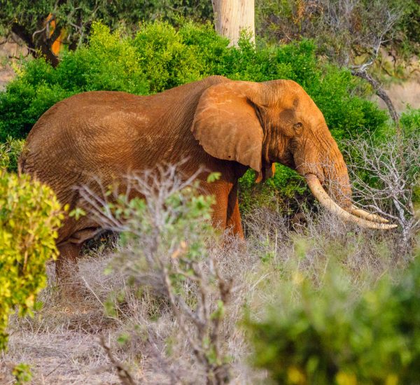 Tsavo East and west