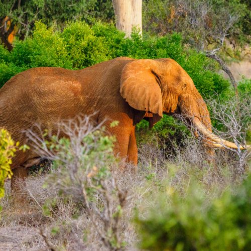 Tsavo east west Amboseli safari