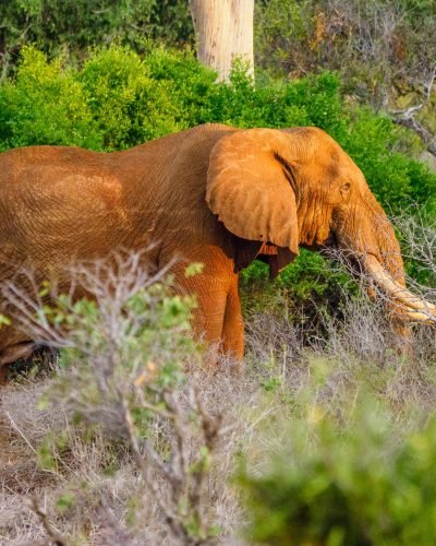 Tsavo east west Amboseli safari