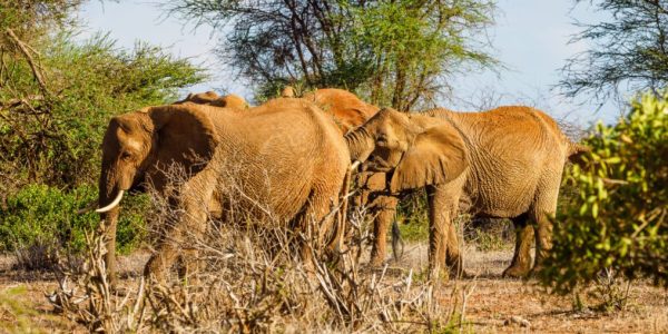 Tsavo EAST WEST