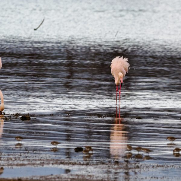 2 Day Safari Tour of Lake Nakuru & Naivasha & Other Attractions