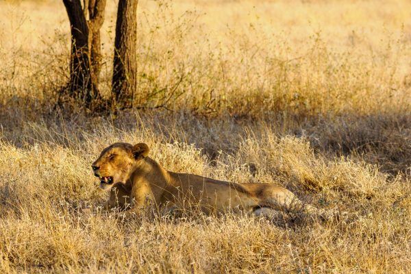 SAMBURU SAFARI