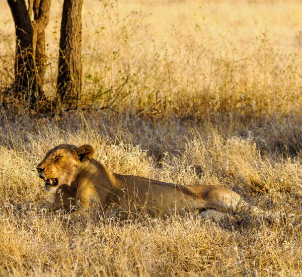 SAMBURU SAFARI