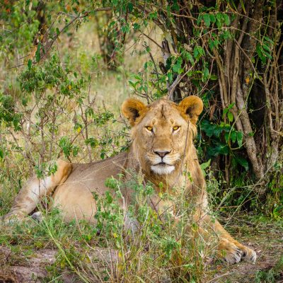 Kenya safaris