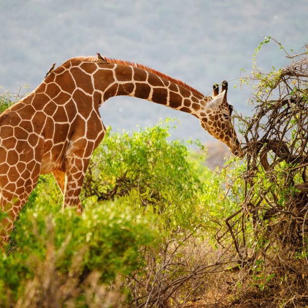 Meru National Park