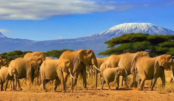 Kenya-photographic-safaris-Amboseli-National-Park.webp