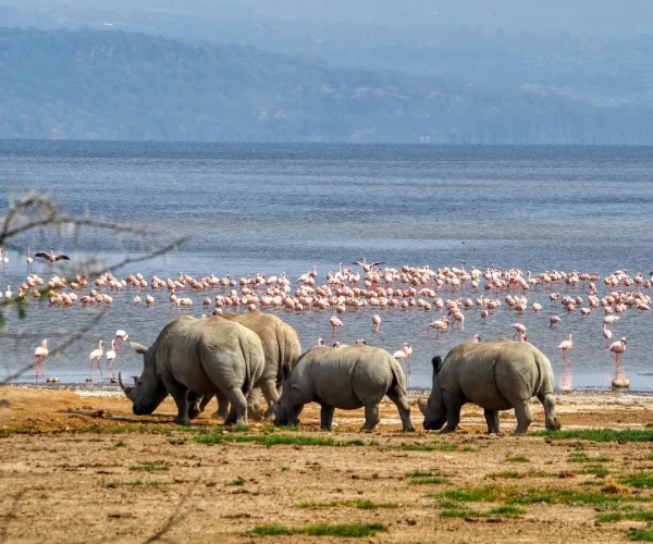 Masai Mara safari