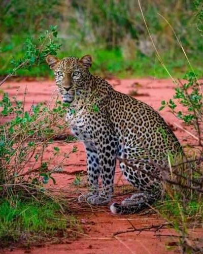 Leopard-at-Tsavo-West-National-Park-Kenya-scaled-1.jpg
