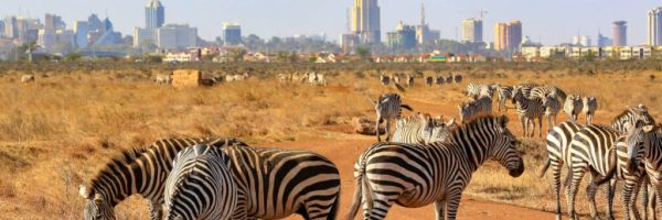 Half day Nairobi National Park