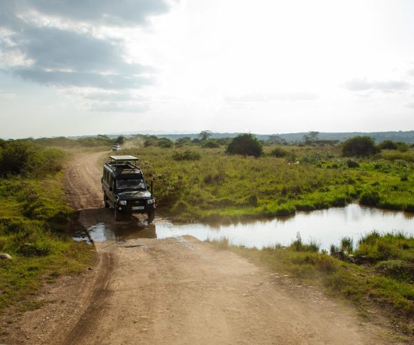 Masai MARA safaris