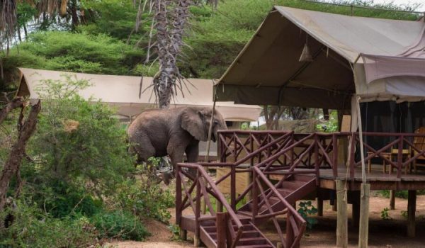 Samburu-Elephant-Bedroom-Camp-1.jpg