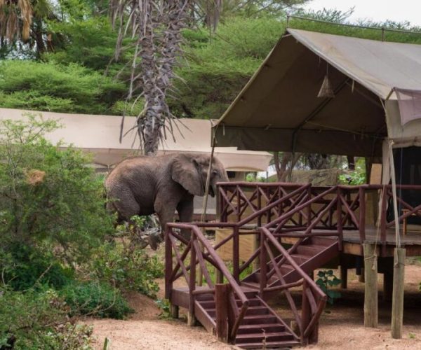 Samburu-Elephant-Bedroom-Camp-1.jpg