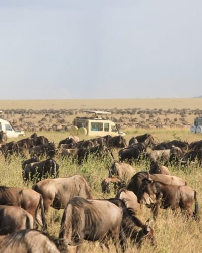 Serengeti-Wildebeest-Migration-Annest -Kenya safaris