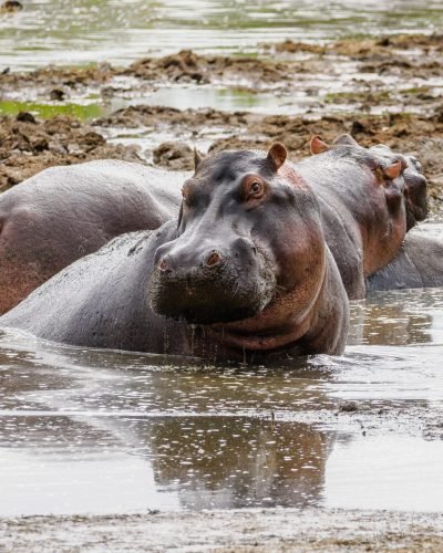 Lake Manyara National Park