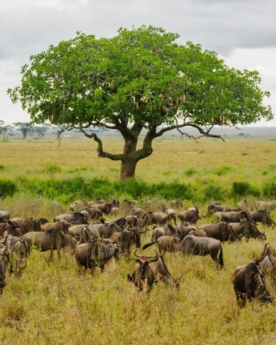 Kenya Safari ANNEST KENYA SAFARIS