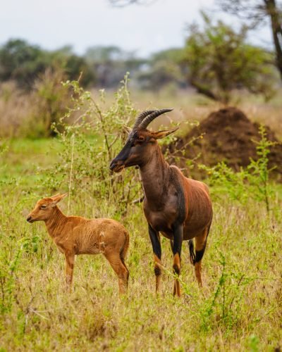 Safari y Playa en Kenia