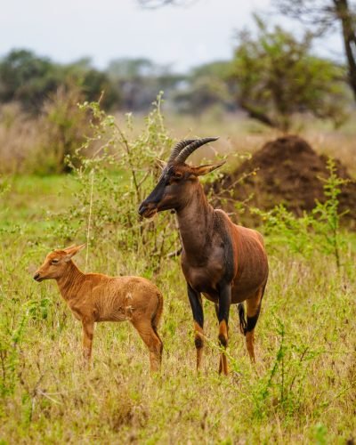 Safari y Playa en Kenia