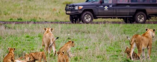 Serengeti National Park Safari