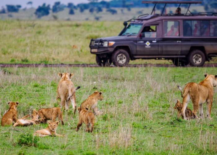 Serengeti National Park Safari