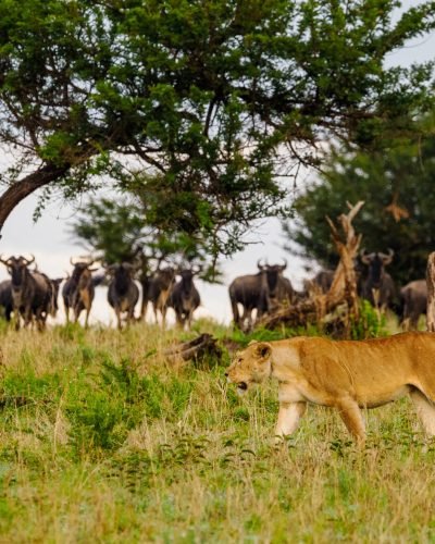 4 Days Serengeti Fly & Drive Safari