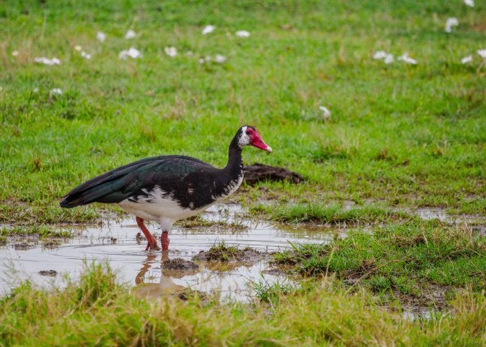 Birdwatching safari with Annest kenya safaris