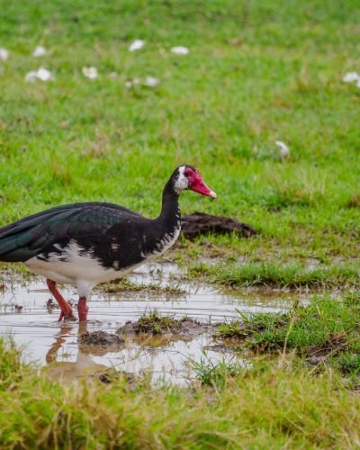 Birdwatching safari with Annest kenya safaris