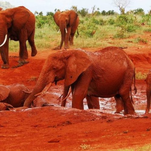 Tsavo