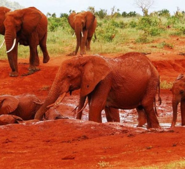 Tsavo