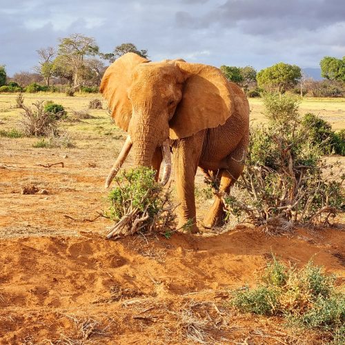 1 Day Tsavo East