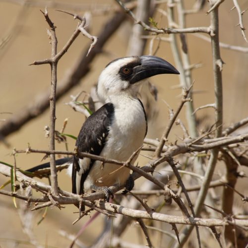 Bird Watching Safari