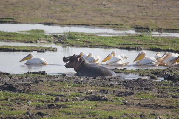 Tsavo East West Amboseli Safari