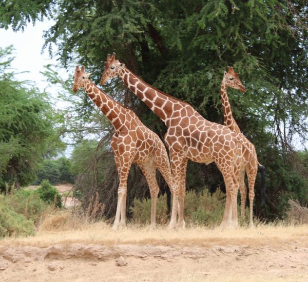 Diani Beach safaris