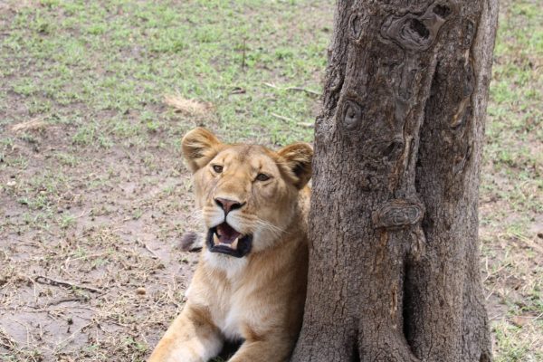 2-4 Day Safari Tours