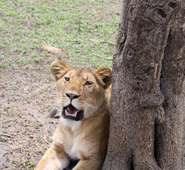 2-4 Day Safari Tours