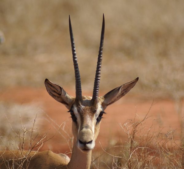 Tsavo East Amboseli 3 days 2 nights