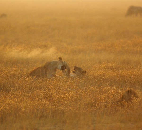 2 days Tsavo east