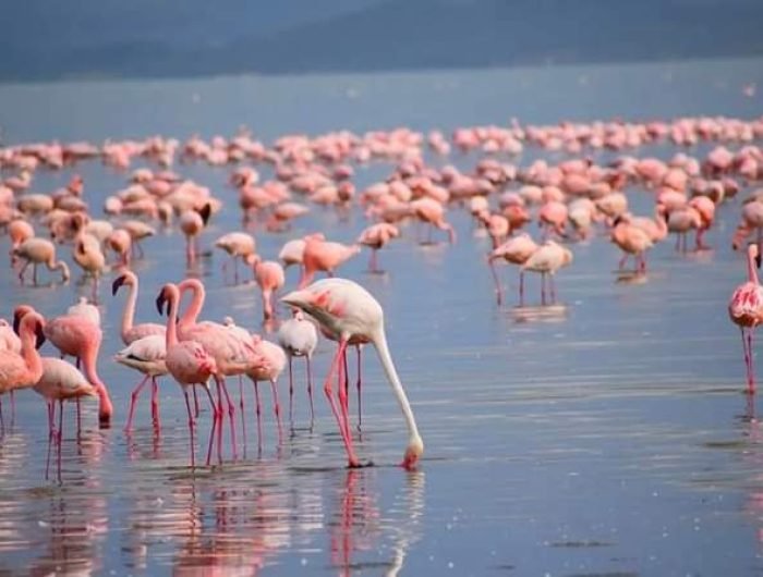Lakes Nakuru and Naivasha Day Safari Tour Lakes Nakuru and Naivasha Day Safari Tour