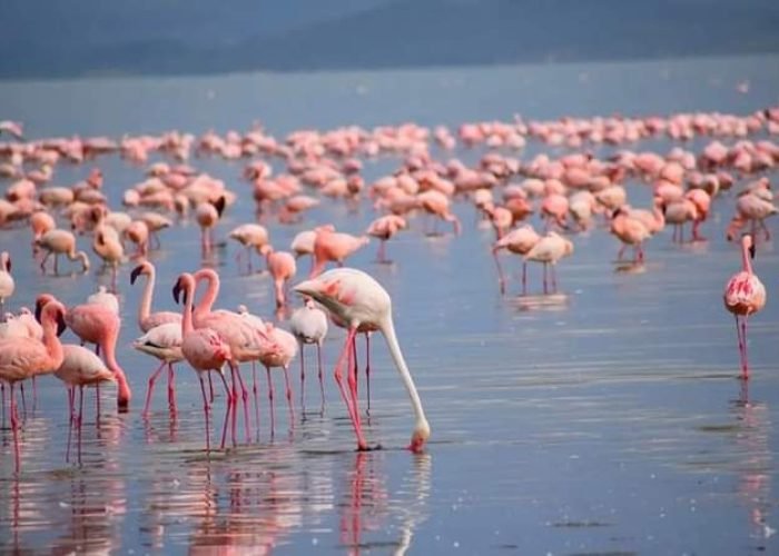 Lakes Nakuru and Naivasha Day Safari Tour Lakes Nakuru and Naivasha Day Safari Tour