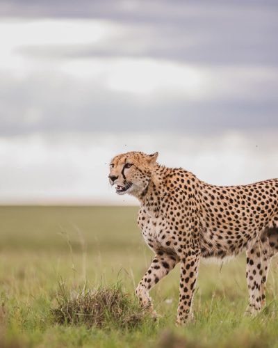 Masai Mara safari with Annest Kenya safaris