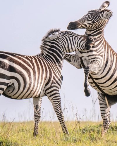 Kenya Safari Packages