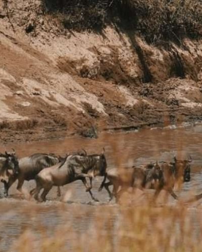 Wildebeest-river-crossing-Masai-Mara-kenya.jpg