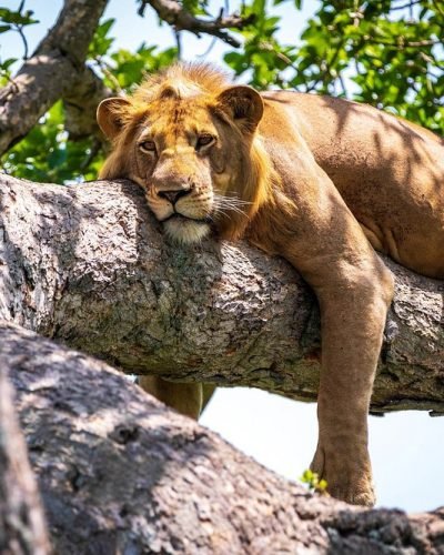 Lake Manyara National Park Safari