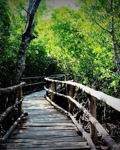 Jozani Forest Tour Zanzibar