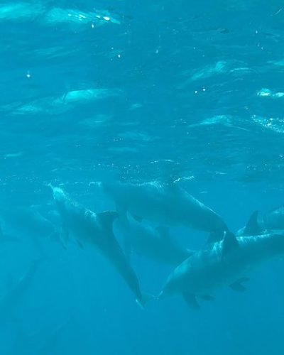 Kizimkazi Dolphin Tour Zanzibar