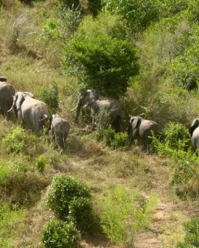 Shimba Hills National Reserve Day Tour