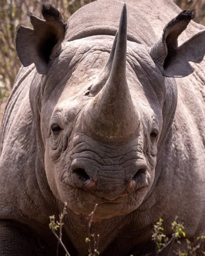 africa-kenya-safaris (2)